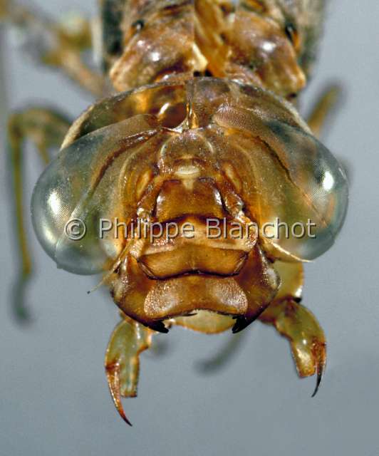 Aeschne exuvie.JPG - Aeshna sp. (Portrait)Libellule Aeschne (exuvie larvaire)DragonflyOdonataAnisopteraAeshnidaeFrance